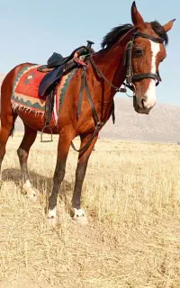 اسب با کره نریان