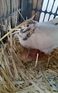 کبوتر گم شده