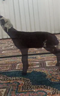 بره شیری