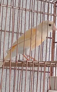 سهر نر و جوجه ‌تعویض