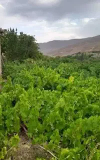 استخدام نیروی کار برای امور باغداری