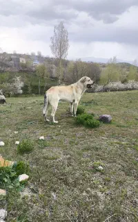 سگ پژدر کردی