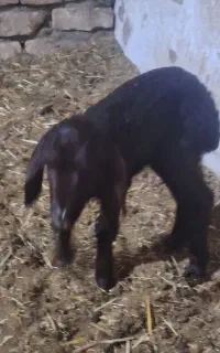 بره شیری ماده ژندار دیروز زایید