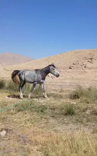اسب سه سال