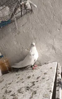 یه جفت دم سیاه