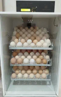دستگاه جوجه کشی فول اتومات با گارانتی