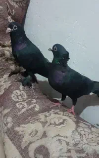 کبوتر زاغ کرمانی جفت