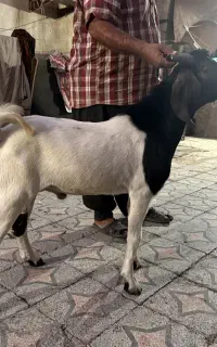 یک عدد بز نر