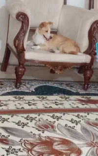 سگ آپارتمانی کاملا رایگان