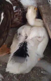 اردک