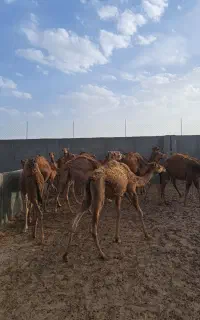 هاشی شتر سنتی و رودباری (حاشی)