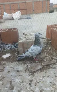سررور