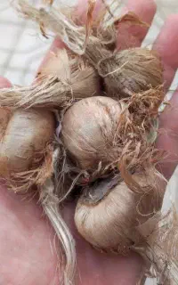پیاز زعفران برج زیدانلو نمونه