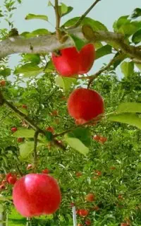 گیاه پزشک