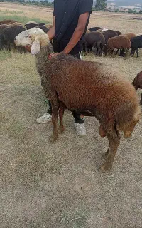 قوچ کبود