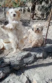 سگ پاکوتا ماده