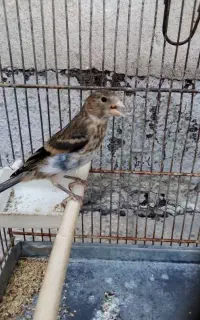 سهره قناری شاه تخم