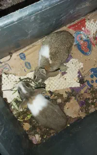 خرگوش