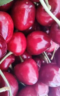 فروش محصول باغ گیلاس بصورت یکجا