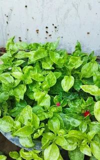 گل و گیاه خونه ای قوی ضمانتی
