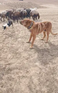 سگ گم شده