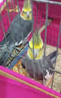 عروس هلندی نر ۲ساله