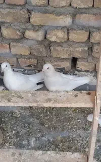 کبوتر گوشتی ،حمال نژاد یوتی
