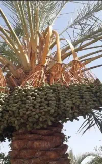 خوشه بندی