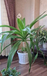 گل اشک ملکه