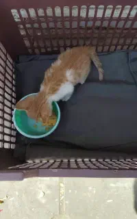 بچه گربه‌ی DSH نارنجی بدون مادر