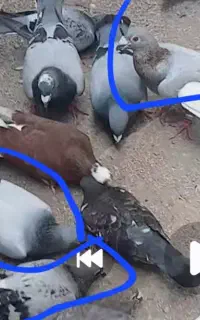 کبوتر
