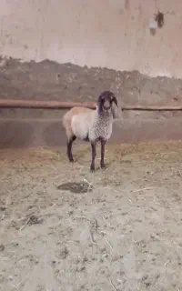 یک راس بره ماده همو.