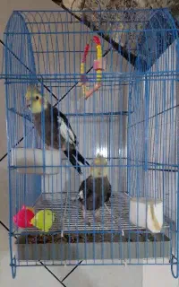 عروس هلندی