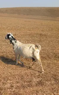 بز دوقلو زا درشت و جوان