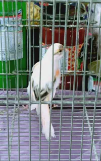 قناری ماده خوراک سهره