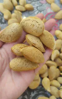 بادام درجه ۱