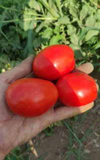 گوجه فرنگی ارگانیک