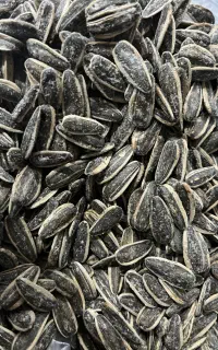 تخمه شور افتابگردان