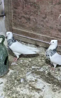 طوق الماسی