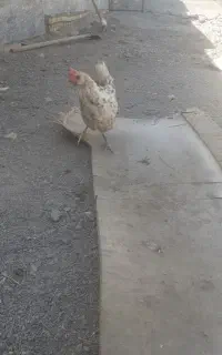 مرغ و خروس گلین جوان