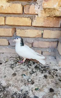 کفتر خال سبز صیدقلدور