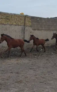 اسب