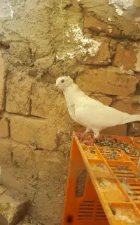 سه عدد کفتر