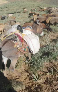الاغ جوان ساکت