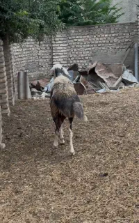 گوسفند