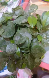 گارگر برای چیدن گل محمدی