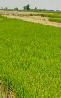 انواع بذر شالی خشک و آماده نشا