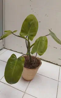 گل خوشگل