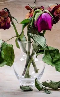 گل خسته