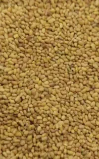بذریونجه